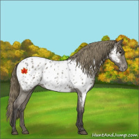 Horse Color:Smoky Blue Roan Near Leopard 