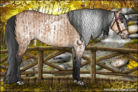 Horse Color:Bay Dun  and Gray Bay Dun 
