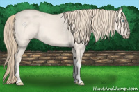 Horse Color:Perlino Dun  and Perlino Dun 