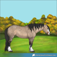 Horse Color:Brown Dun  and Brown Dun Rabicano 