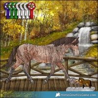 Horse Color:Bay Blanket  and Amber Champagne Blanket 