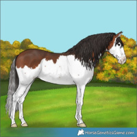 Horse Color:Bay Splash 