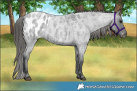 Horse Color:Blue Roan Appaloosa