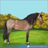 Horse Color:Bay Dun  and Bay Dun 