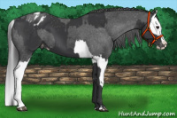 Horse Color:Black Sabino Splash Appaloosa and Black Sabino Splash Appaloosa