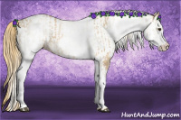 Horse Color:White Spotted Red Dun Rabicano  and White Spotted Red Dun Rabicano 