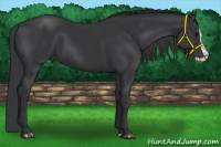 Horse Color:Black Splash 