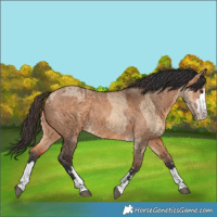 Horse Color:Bay Dun  and Bay Dun 