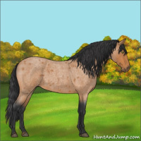 Horse Color:Bay Roan 