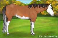Horse Color:Bay Splash 