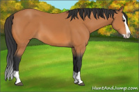 Horse Color:Bay Splash 