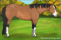 Horse Color:Bay Splash 