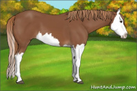 Horse Color:Chestnut Splash 