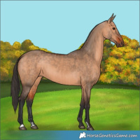 Horse Color:Bay Dun and Bay Dun