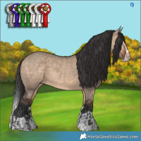 Horse Color:Bay Dun  and Bay Dun Splash 