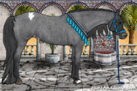 Horse Color:Blue Roan Appaloosa Rabicano 