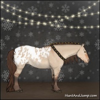 Horse Color:Bay Dun Appaloosa 