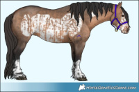 Horse Color:Bay Dun  and Bay Dun Frame 