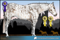 Horse Color:Gray Brown Dun Tobiano and Brown Dun Appaloosa