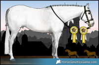 Horse Color:Gray Brown Dun Tobiano  and Brown Dun Appaloosa 