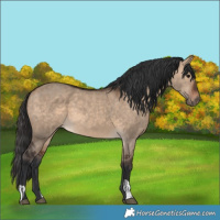 Horse Color:Bay Dun  and Bay Dun 