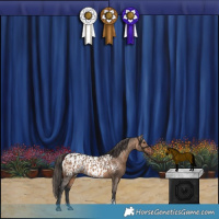 Horse Color:Brown Dun  and Brown Dun Appaloosa 