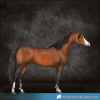 Horse Color:Bay  and Bay 