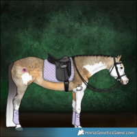 Horse Color:Buckskin Dun  and Buckskin Dun Splash 