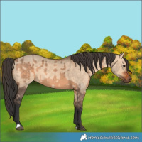 Horse Color:Brown Dun  and Bay Dun 