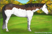 Horse Color:Bay Splash 