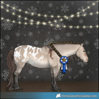 Horse Color:Bay Dun Appaloosa 