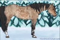 Horse Color:Bay Dun  and Bay Dun Rabicano 