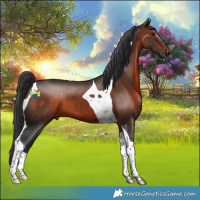 Horse Color:Brown Tobiano 