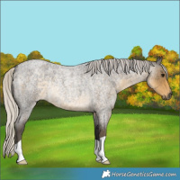 Horse Color:Silver Smoky Blue Roan Rabicano 