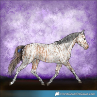 Horse Color:Bay Dun  and Bay Dun Appaloosa 