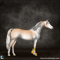 Horse Color:Gray Cremello Splash  and Gray Cremello Splash 