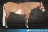 Horse Color:Silver Bay Dun Sabino Tobiano Frame Rabicano 