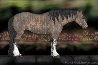 Horse Color:Brown Dun  and Grullo 