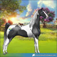 Horse Color:Black Splash Tobiano 