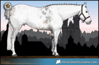 Horse Color:Gray Buckskin Tobiano Appaloosa