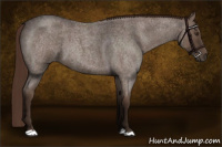 Horse Color:Liver Red Roan 