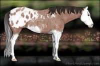 Horse Color:Bay Roan Splash Appaloosa 