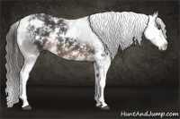 Horse Color:Liver Chestnut Sabino 