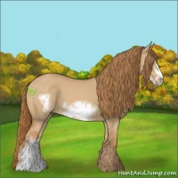 Horse Color:Red Dun Frame 