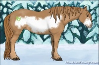 Horse Color:Chestnut Frame 
