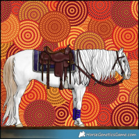 Horse Color:Buckskin Roan Dun Sabino Appaloosa