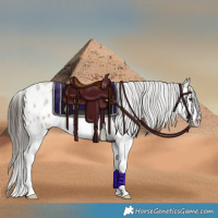 Horse Color:Liver Red Dun Roan Splash Appaloosa Rabicano 