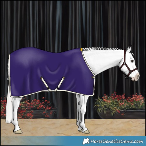 Horse Color:Silver Brown Sabino Appaloosa 