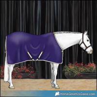 Horse Color:Silver Brown Sabino Appaloosa 