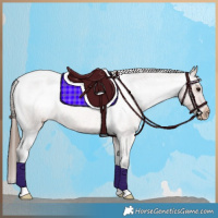Horse Color:Bay Roan Appaloosa